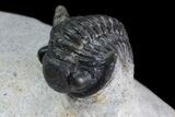 Trilobite Association (xBarrandeops & Gerastos) #83357-3